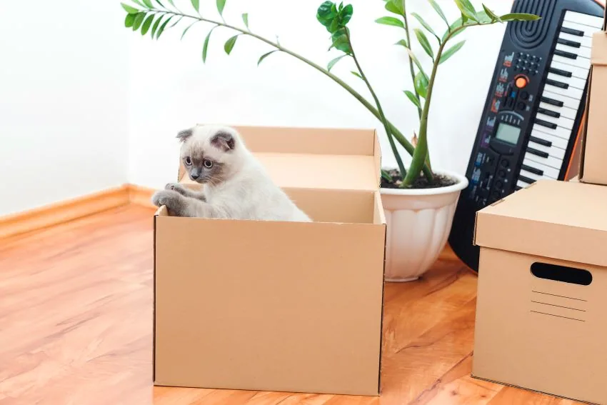 Mudanza con gatos: cómo realizarla sin problema